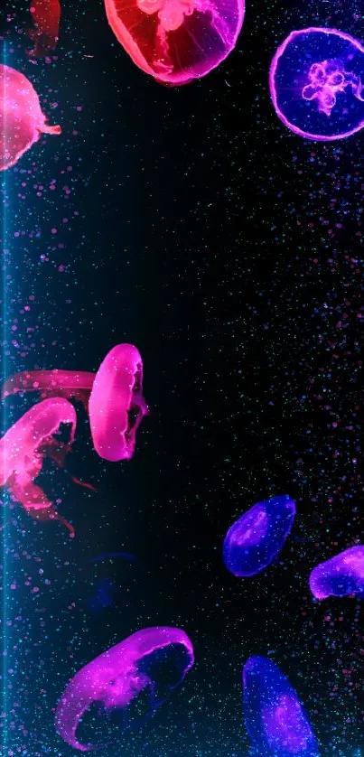 Vibrant jellyfish in pink and purple hues against a dark background.