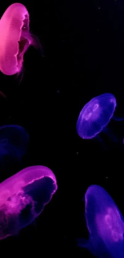 Vibrant neon jellyfish swimming in deep blue ocean hues.