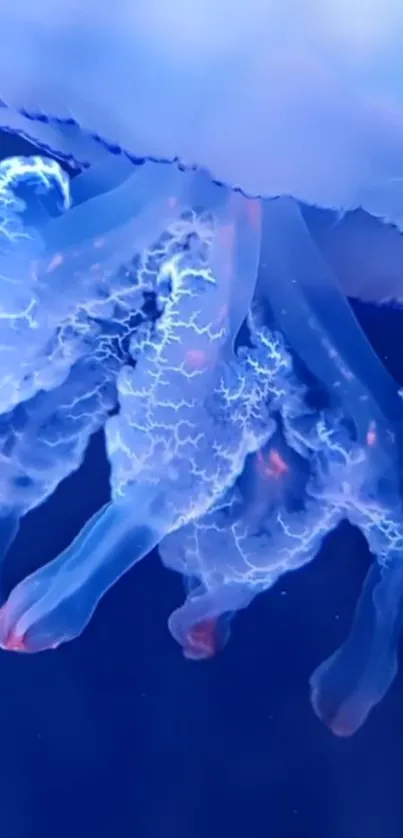 Vibrant jellyfish with glowing tentacles against a blue ocean background.