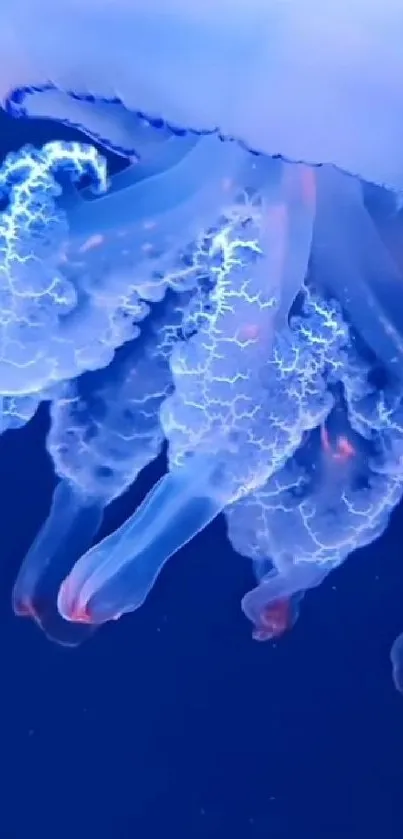 Glowing blue jellyfish in the ocean, vibrant and mesmerizing.