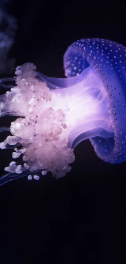 Purple glowing jellyfish in deep ocean setting, perfect as a calming wallpaper.