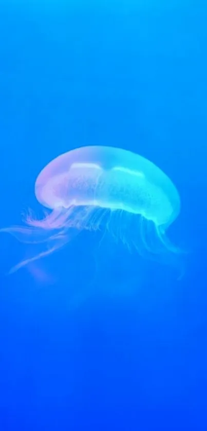 Vibrant blue jellyfish floating on a serene, aquatic background.