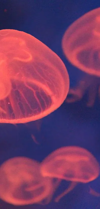 Vibrant jellyfish floating against a deep blue ocean background.