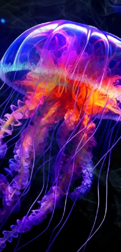 Vibrant purple and orange jellyfish glowing in dark water.