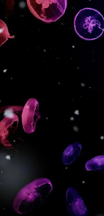 Vibrant jellyfish floating on a dark background.