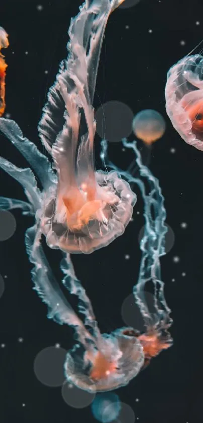 Vibrant jellyfish against a dark blue ocean background.