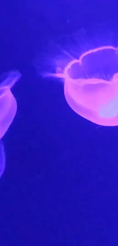 Neon blue jellyfish in a tranquil underwater scene.