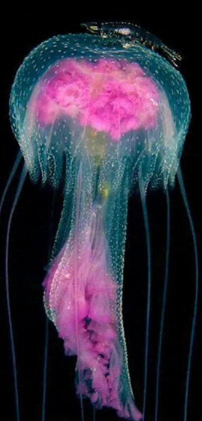 Vibrant pink and blue jellyfish on black background