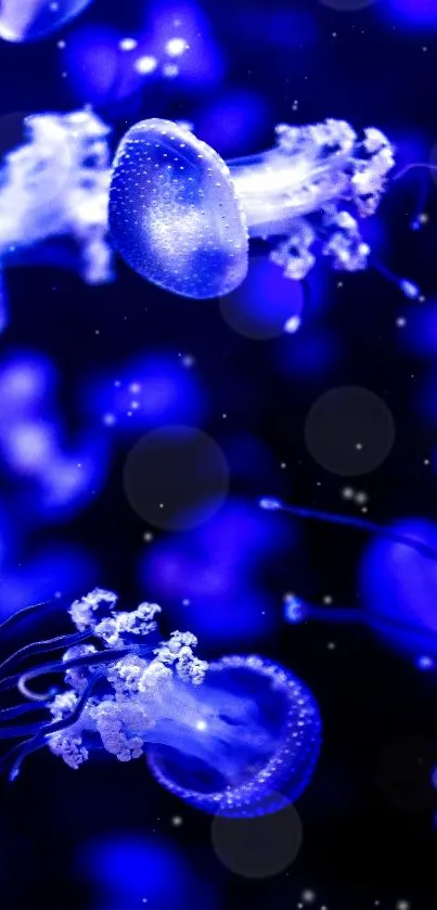 Mesmerizing glowing jellyfish in vibrant blue wallpaper.