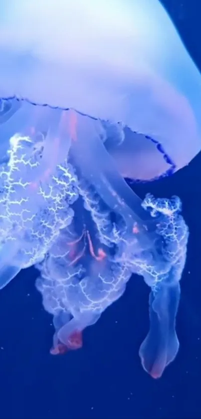 Blue jellyfish floating elegantly in ocean-themed wallpaper.