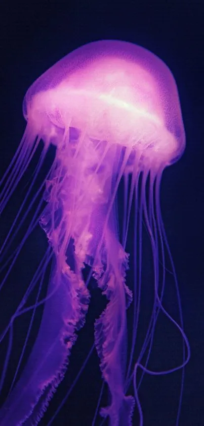 Glowing purple jellyfish on dark background wallpaper.