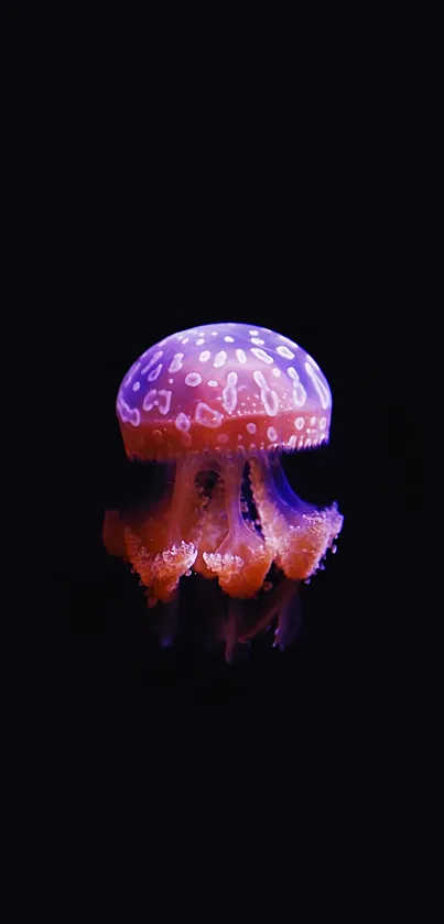 Vibrant jellyfish against a black backdrop, showcasing stunning colors.