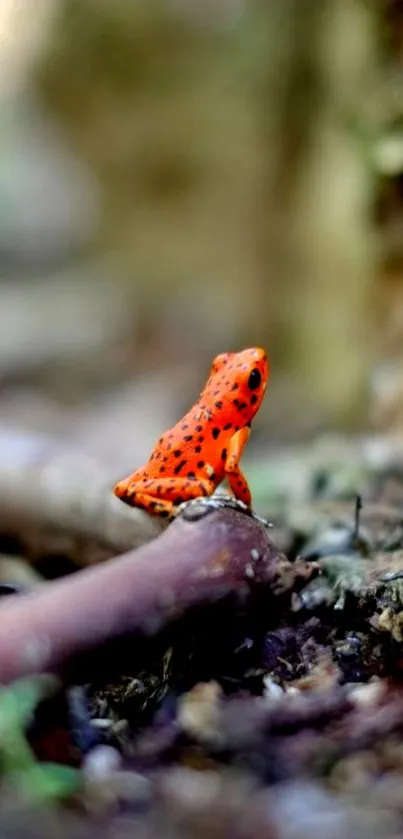 Vivid orange jungle frog on forest floor background.