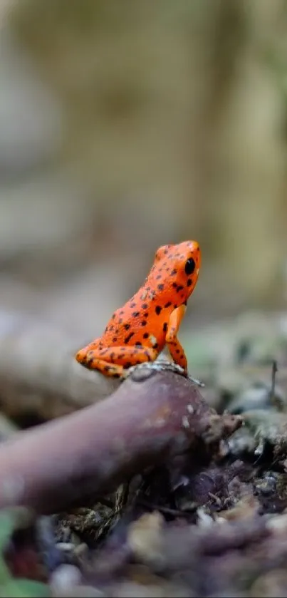 A vibrant red frog on a jungle floor.