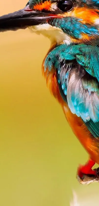 Vibrant kingfisher on a turquoise background, perfect for mobile wallpaper.