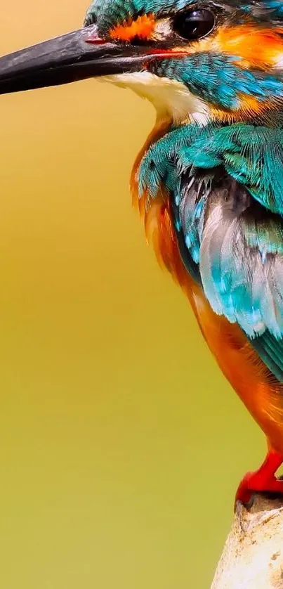 Close-up of a colorful kingfisher on a branch.