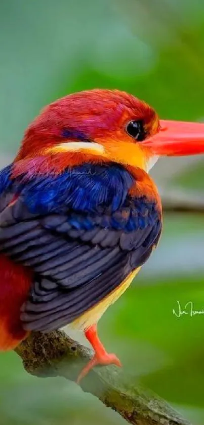 Colorful kingfisher bird perched on a branch
