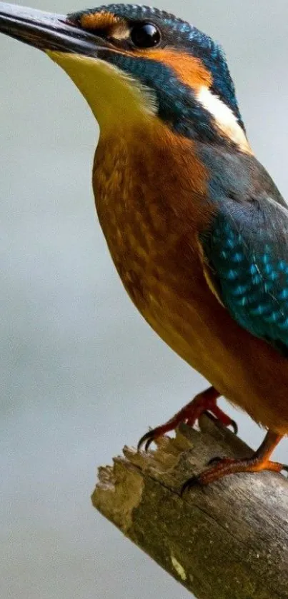 Vibrant kingfisher perched on a branch, vivid colors with a teal background.