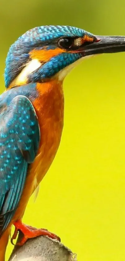 Bright kingfisher bird with blue and orange feathers on a green background.