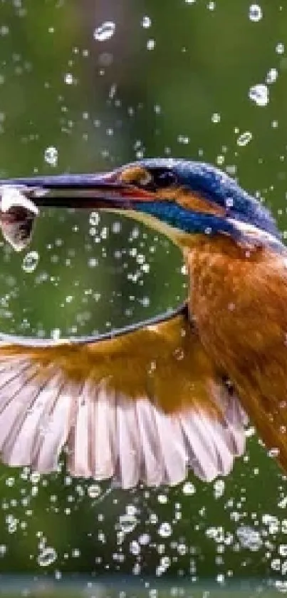 Kingfisher capturing fish in water splash.