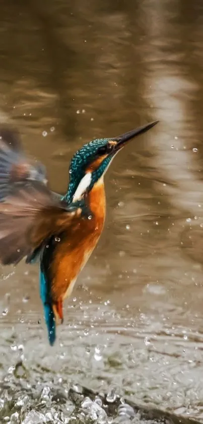 Kingfisher bird flying over water with droplets in mid-air.