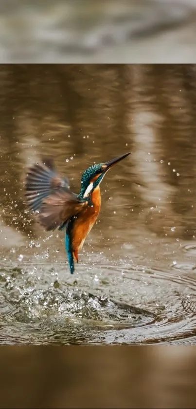 Kingfisher taking flight from water in vivid mobile wallpaper.