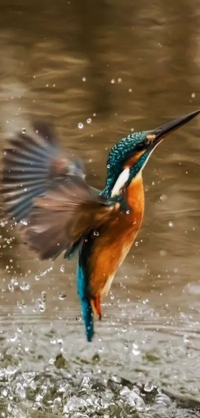 Kingfisher bird in flight over water splash.