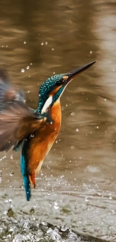 Kingfisher bird in flight with water splash background.