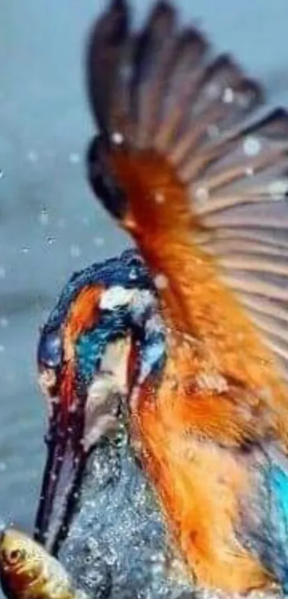 Vibrant kingfisher catching fish with wings spread.