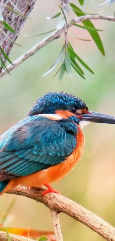 Vibrant kingfisher perched on a branch with green background.