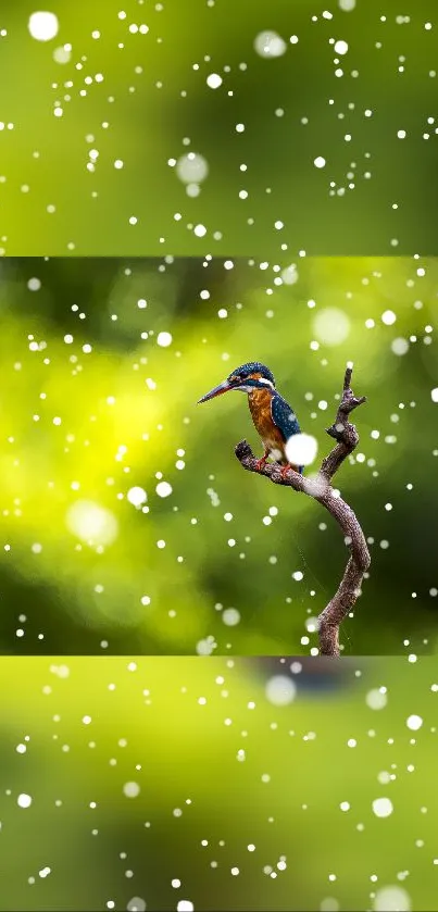 Kingfisher on branch with green background and snow effect.