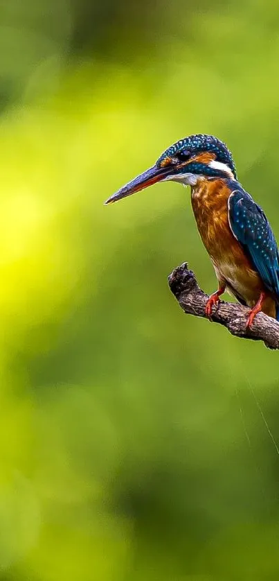 Mobile wallpaper of a kingfisher on a branch with a green background.