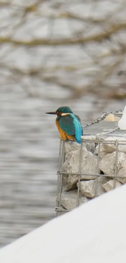 A vibrant kingfisher perched on a snowy rock by the river.