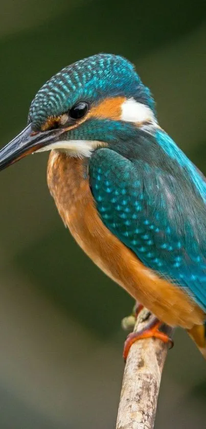 Kingfisher bird perched on branch with turquoise feathers.