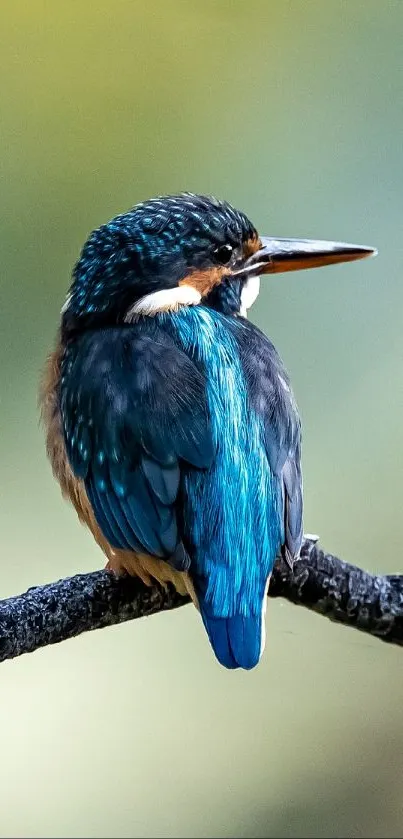 Vibrant kingfisher perched on a branch with blue feathers.