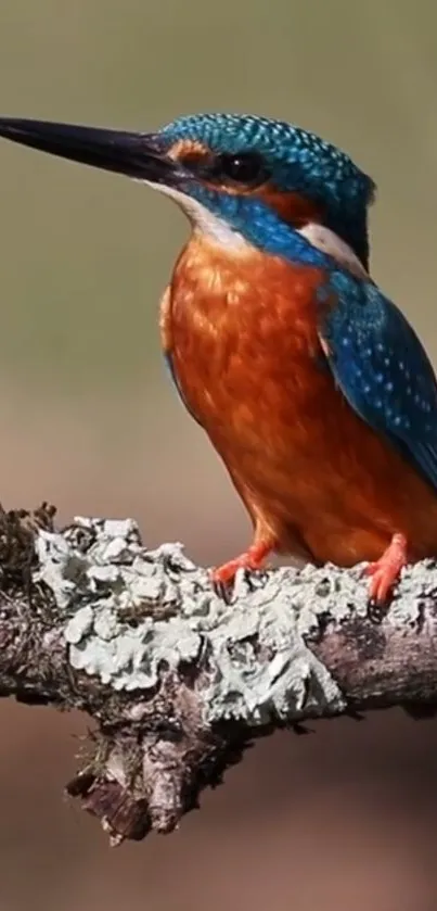 Kingfisher perched on a branch with vibrant colors