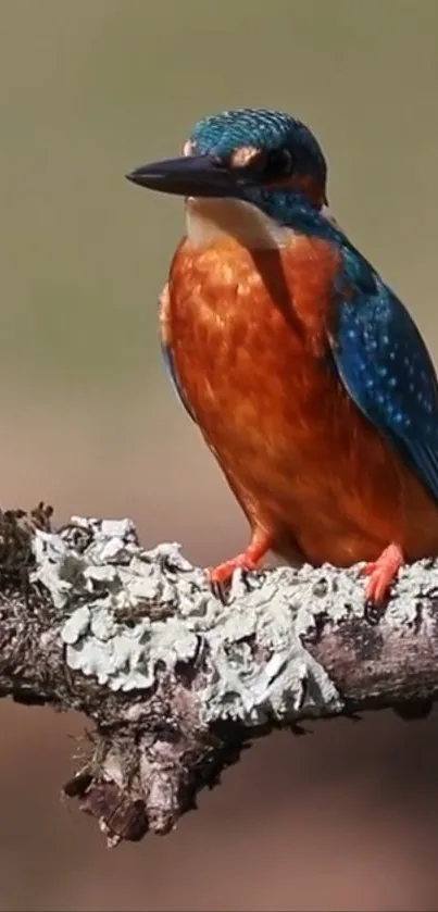 Kingfisher bird with vibrant plumage perched on a branch.