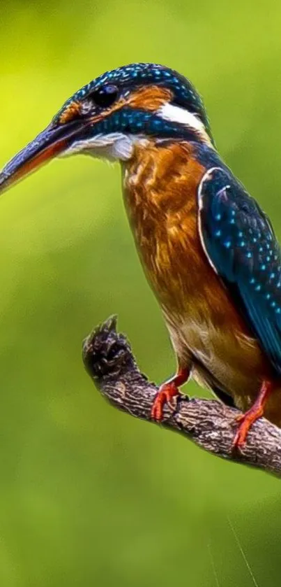 Kingfisher perched on a branch with a vibrant green background.