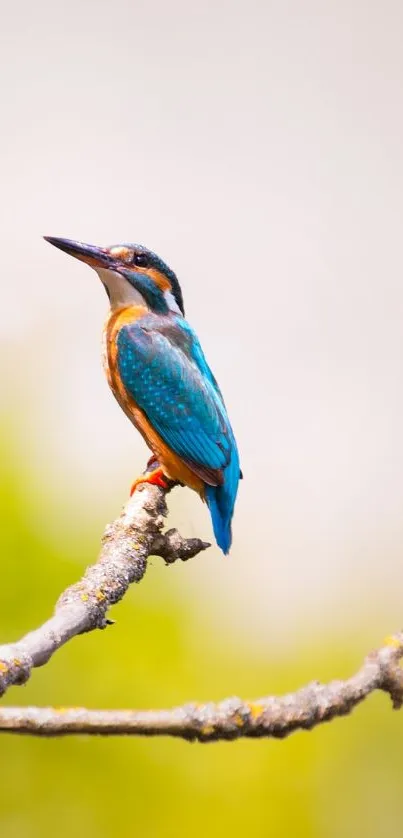 Vibrant kingfisher perched on a branch with blurred green background.