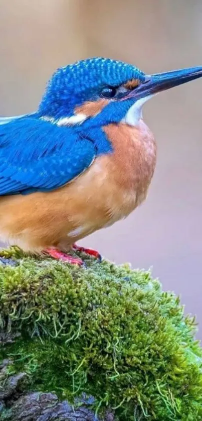 Kingfisher with blue feathers on green mossy branch.