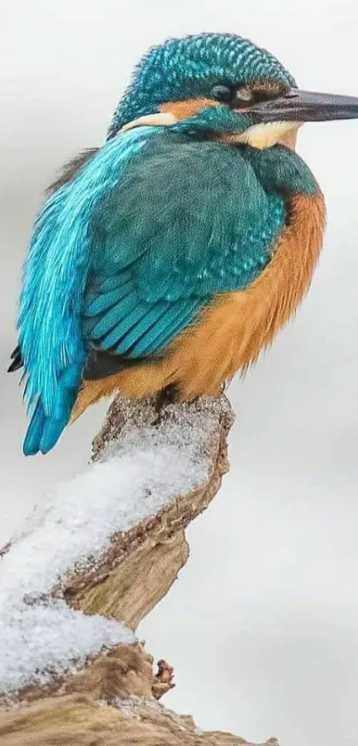 Vibrant kingfisher with colorful plumage perched on a frosty branch.