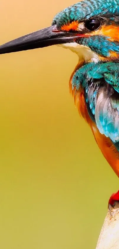 Vibrant kingfisher bird perched in nature.