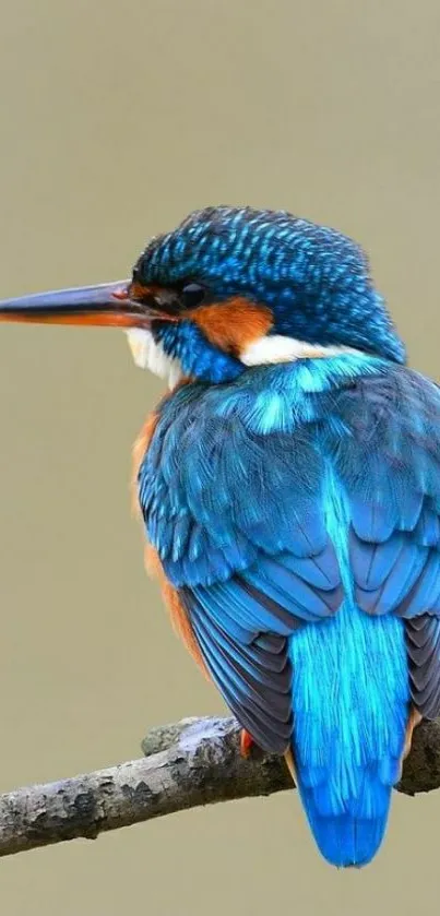 Blue and orange kingfisher bird on a branch.