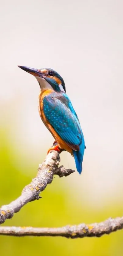 Vibrant kingfisher on a branch against a soft background.