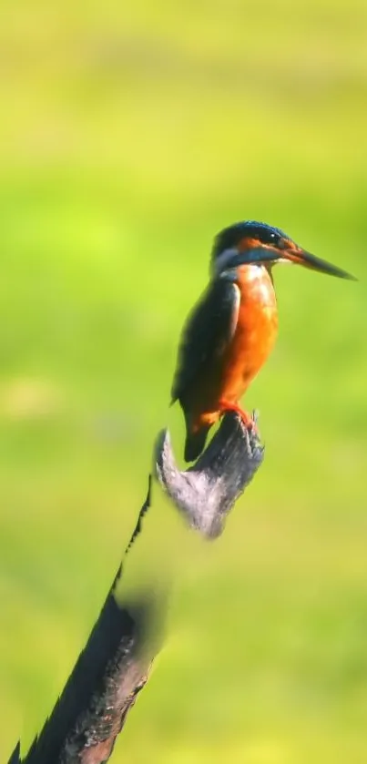Kingfisher perched on a branch with a vibrant green background.