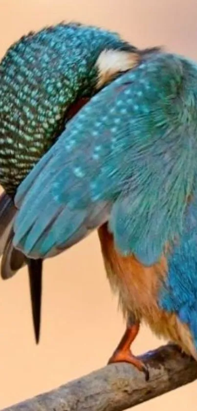 A vibrant kingfisher with blue feathers perched on a branch.