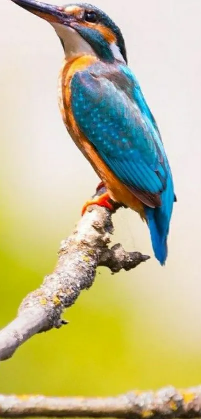 Vibrant kingfisher perched on a branch in nature.