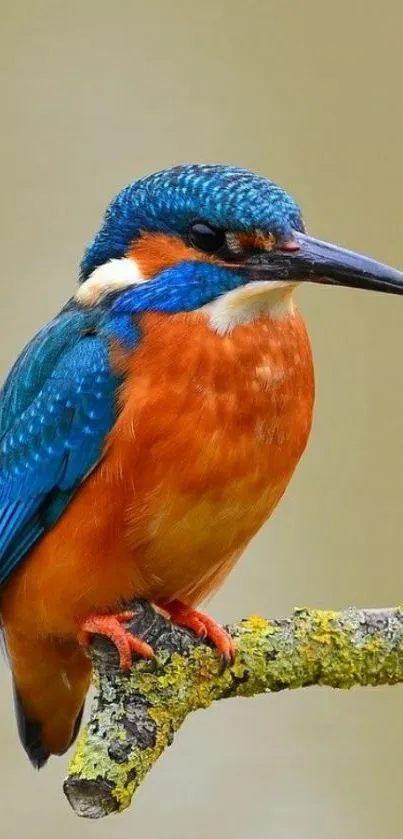 Vibrant kingfisher perched on a branch, showcasing blue and orange feathers.