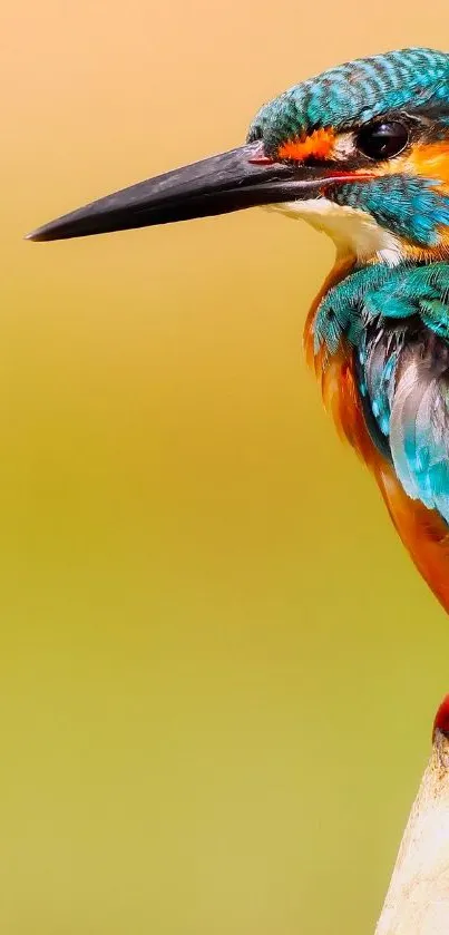 Vibrant kingfisher perched with blurred natural background.