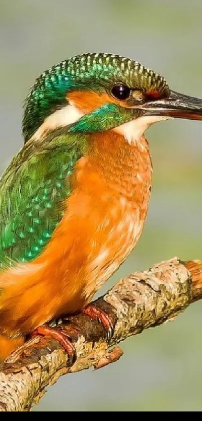 Kingfisher with vibrant green and orange plumage on a branch.